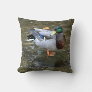 Canard colvert (mâle) en Coussin de ruisseau