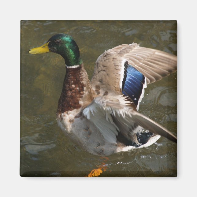 canard colvert sur le point de voler aimant (Devant)