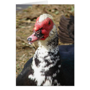 Canard de Barbarie