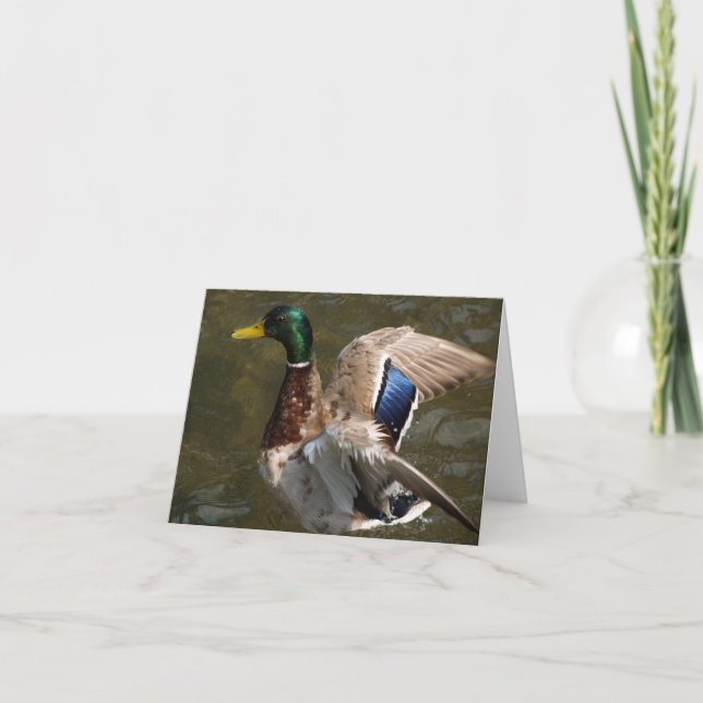canard de canard environ pour piloter la carte de (Devant)