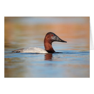 Canard de canard mâle