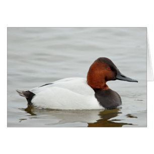 Canard de Canvasback Drake