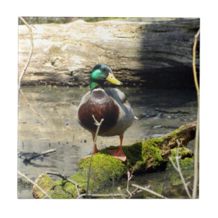 Canard de Majard dans Bois Carreaux décoratifs