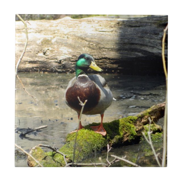 Canard de Majard dans Bois Carreaux décoratifs (Devant)