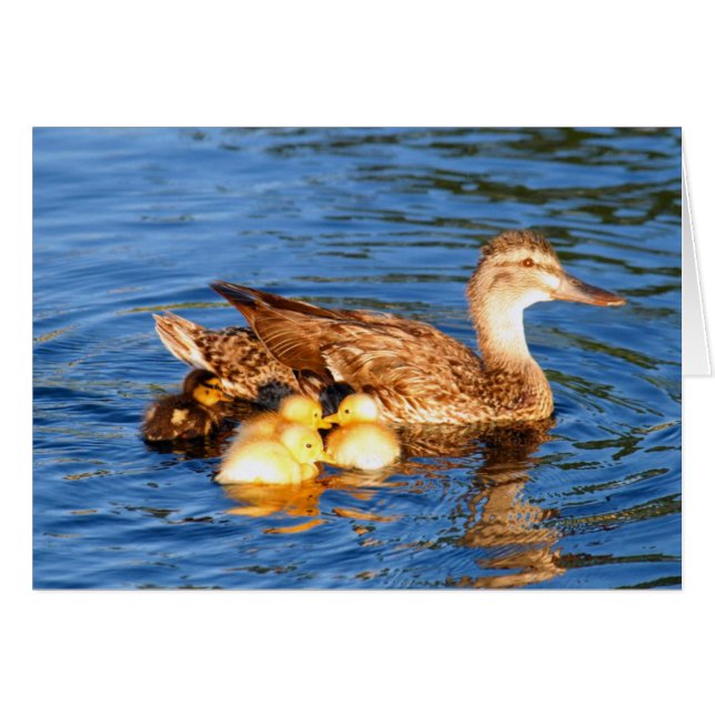 Canard de mère avec ses duckllings (Devant Horizontal)