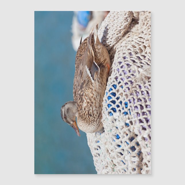 Canard de repos (Devant)