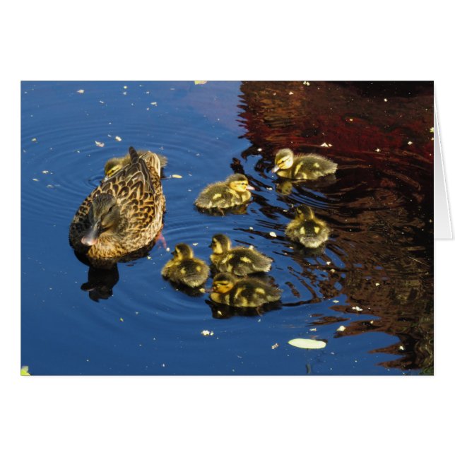Canard et canetons de Mallard (Devant horizontal)