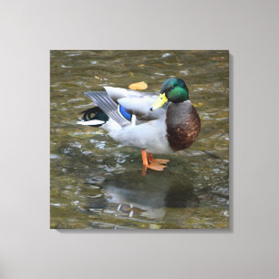 Canard mâle à colard dans la toile enroulée du rui