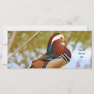 Canard mandarin