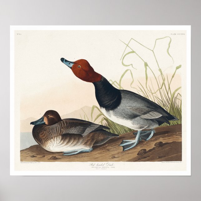 Canard roux par Audubon Poster (Devant)