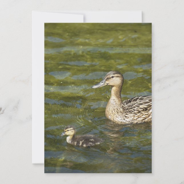 Canard sauvage avec canard (Devant)