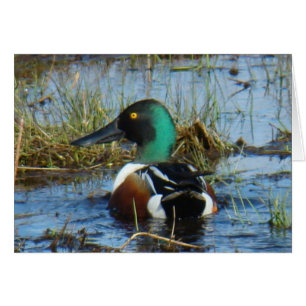 Canard souchet B25