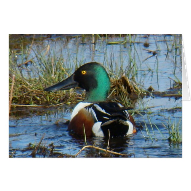 Canard souchet B25 (Devant horizontal)