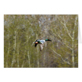 Canard souchet du nord