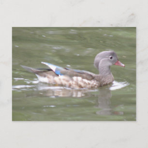 Canard sur la carte postale du lac