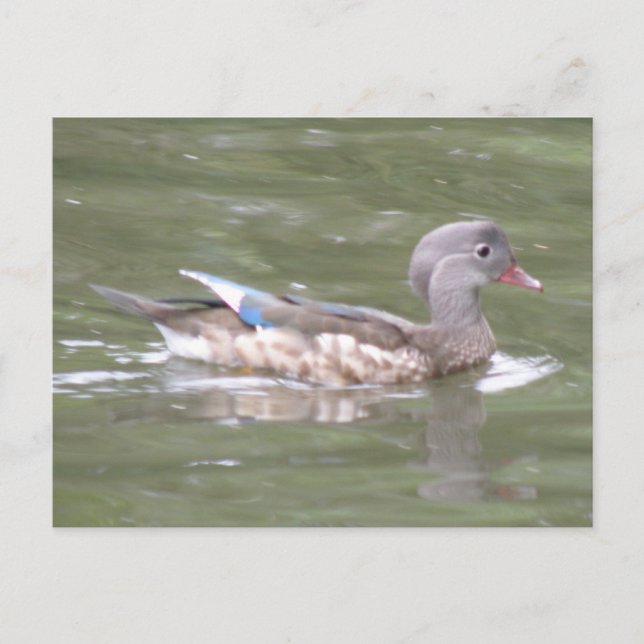 Canard sur la carte postale du lac (Devant)