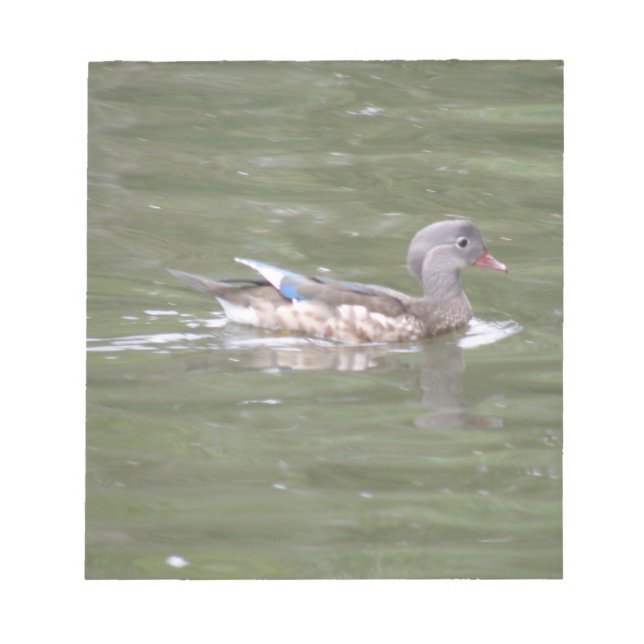 Canard sur le Bloc-notes du lac (Devant)