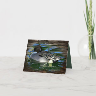Canard Sur Le Lac