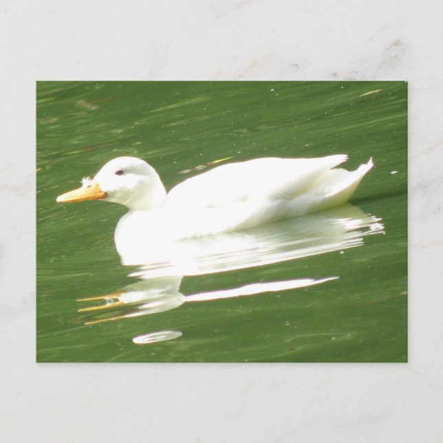 Canard sur l'eau Carte postale (Devant)