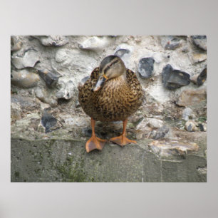 Canard sur une affiche murale