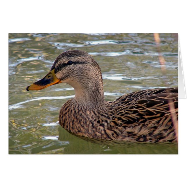 Canard Toutes les occasions Carte de voeux (Devant horizontal)