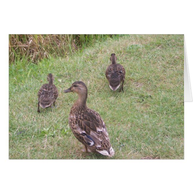 canards (Devant Horizontal)