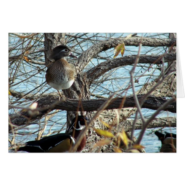 Canards à bois (Devant horizontal)