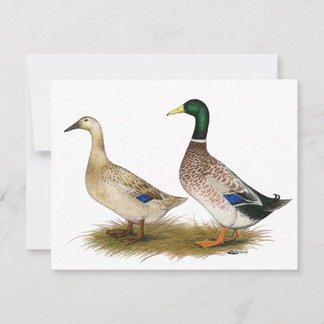 Canards : Argent Welsh Harlequin (Devant)