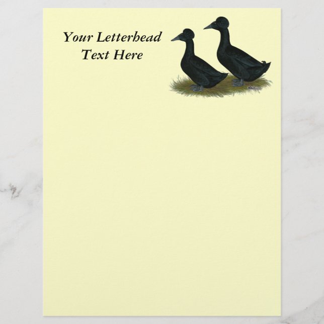 Canards : Black Crested (Devant)