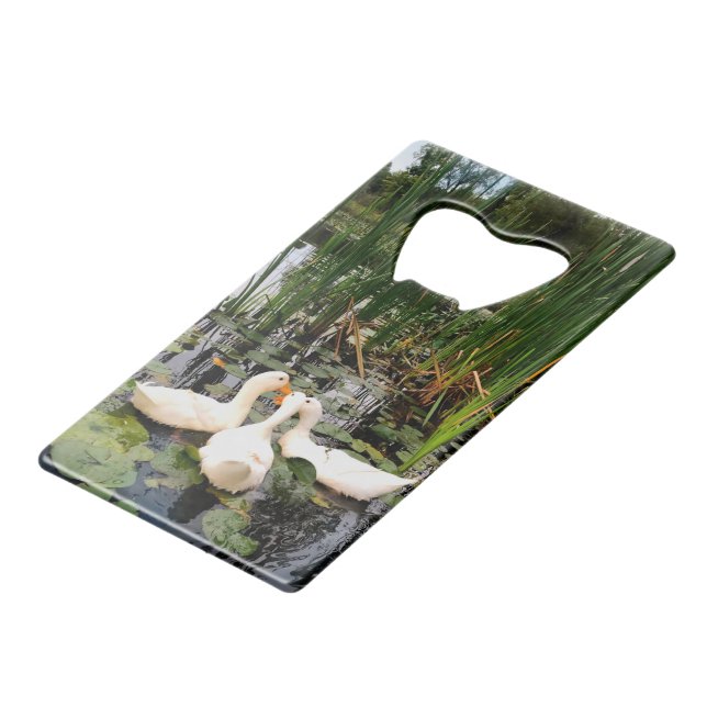 Canards blancs, caleçons, cattails, lac (Devant Angle)