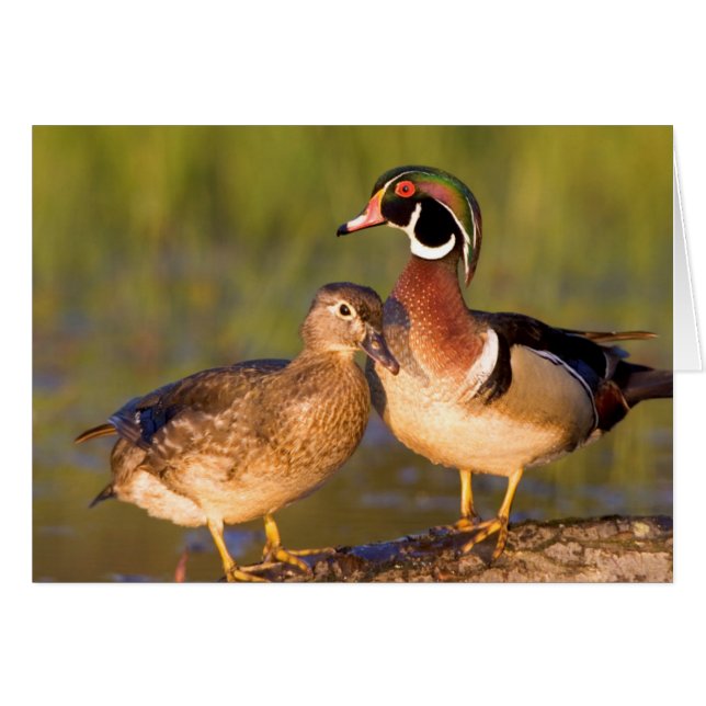 Canards branchus et femelle sur une bûche dans une (Devant horizontal)