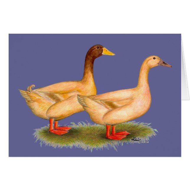 Canards : Buff Orpington (Devant Horizontal)