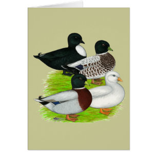 Canards : Call Quartet