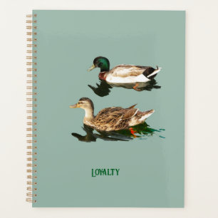 Canards colverts