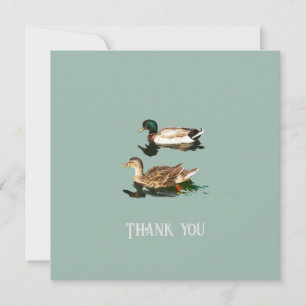 Canards colverts