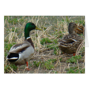 Canards colverts B12 Couple