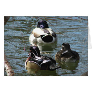 Canards dans le parc toutes les occasions carte de
