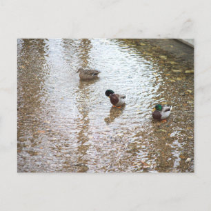 Canards dans l'eau Carte postale