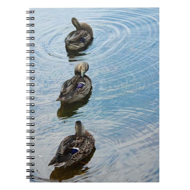 Canards dans un Carnet de rangée (Devant)
