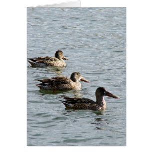 Canards dans une rangée