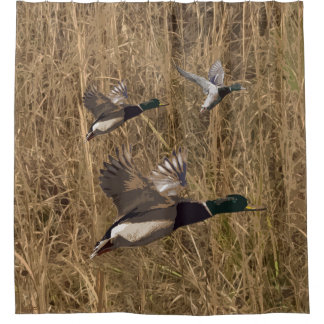 Canards de Mallard de rideau en douche volant