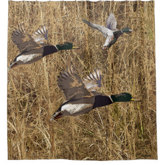 Canards de Mallard de rideau en douche volant