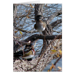 Canards en bois dans un arbre