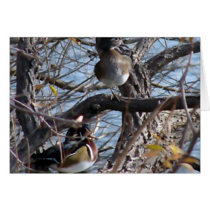 Canards en bois dans un arbre