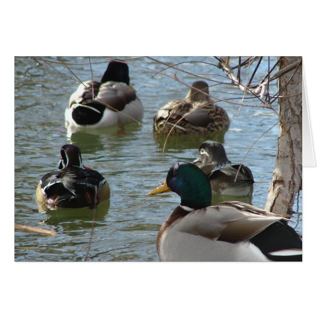 Canards et plus Canards toutes les occasions carte (Devant horizontal)