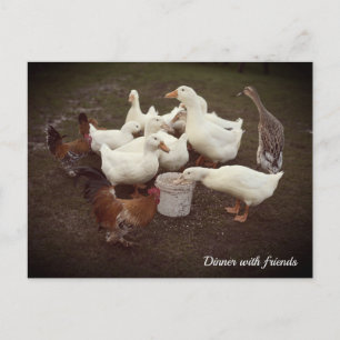 Canards et poulets Drôle Dîner Heure Carte postale