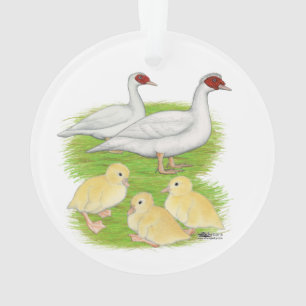 Canards Famille de Muscovy Blanc
