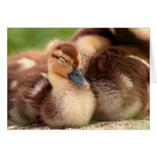 Canards fuzzy chauds