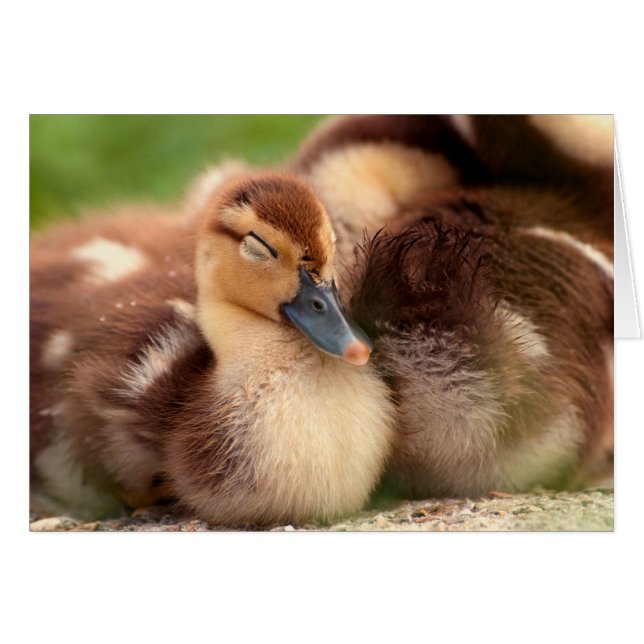 Canards fuzzy chauds (Devant horizontal)