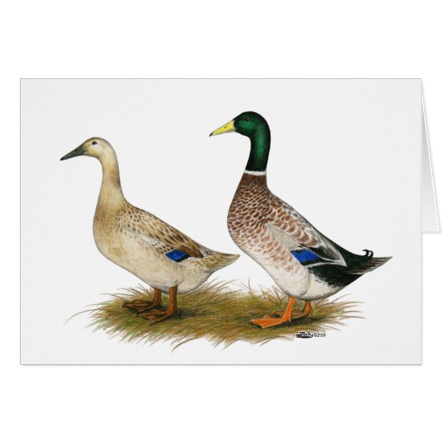 Canards :  Harlequin argenté de Gallois (Devant horizontal)